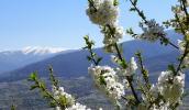 Cerezo en flor y nieves al fondo, durante la primavera del Valle del Jerte.